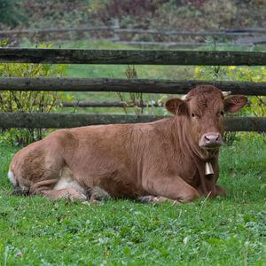 Bovine animal sitting on grass