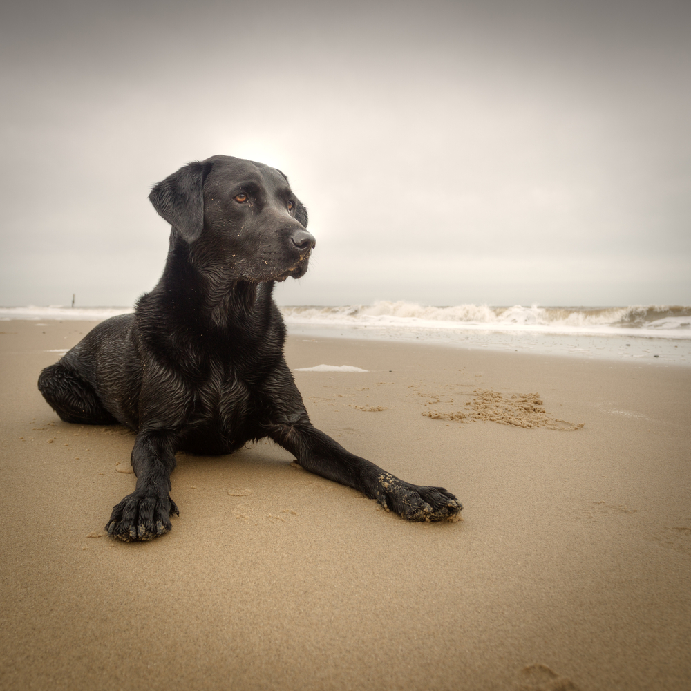 senior-pet-care-service